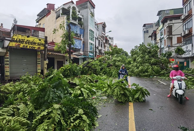 Hàng nghìn cây xanh của Thủ đô bị quật đổ chỉ sau một đêm - Ảnh 2.